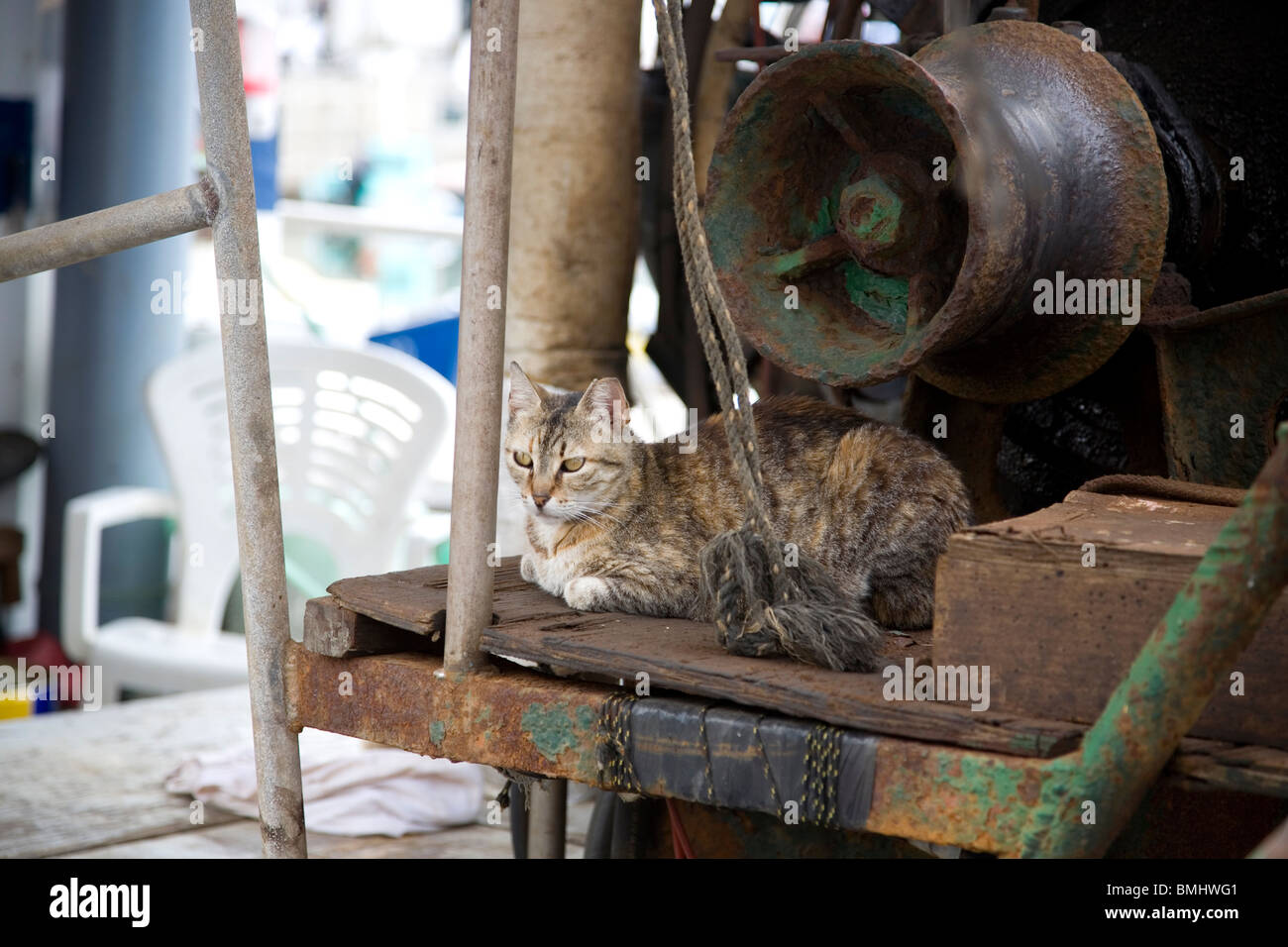 Katze auf Boot am alten Hafen von Jaffa Stockfoto