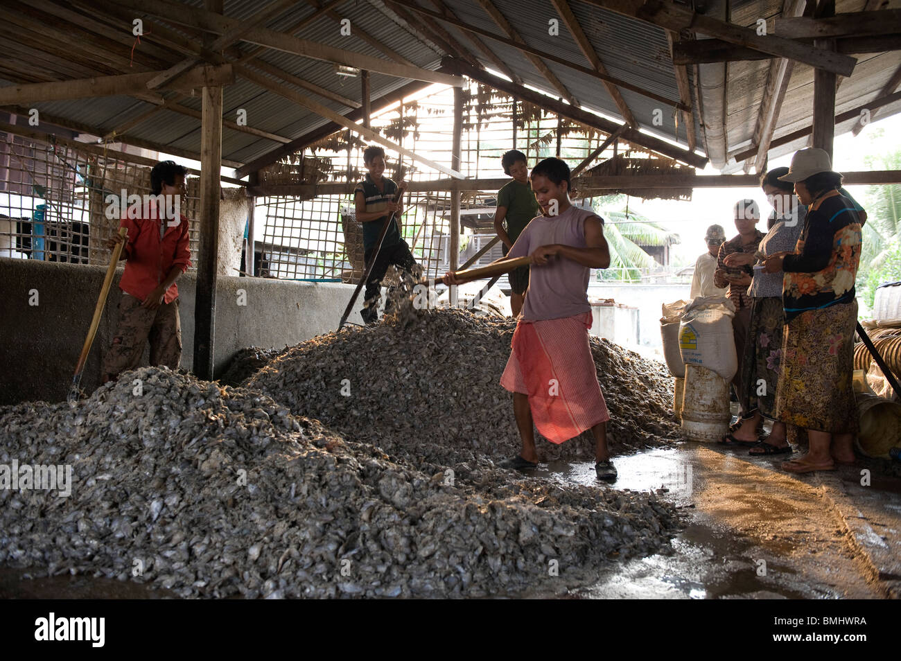 Arbeiter Salzen der Fische aus dem See in Siem Reap, Kambodscha. Stockfoto