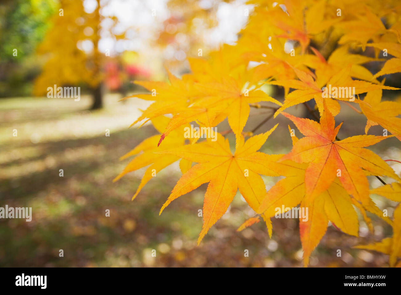 Gelber japanischer Ahorn-Blätter Stockfoto