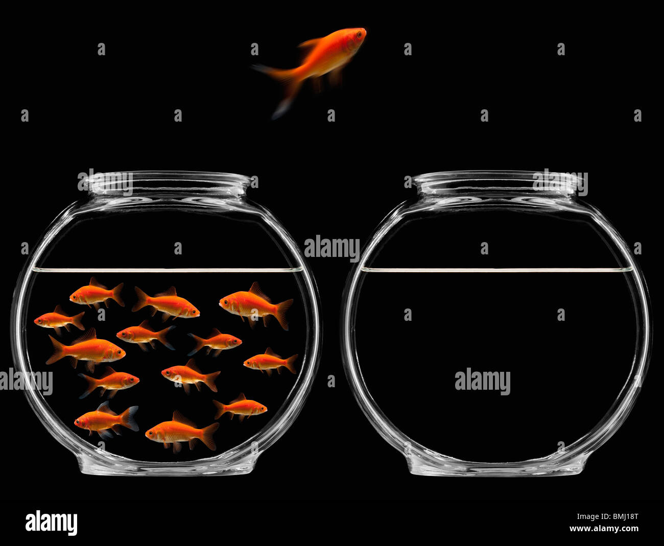 Goldfische springen ins meer Fotos und Bildmaterial in hoher