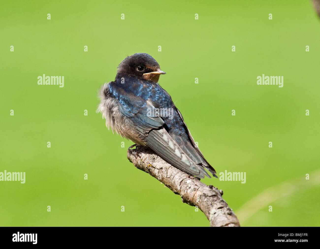 Juvenile Schwalbe auf Zweig Waitiing gefüttert werden Stockfoto