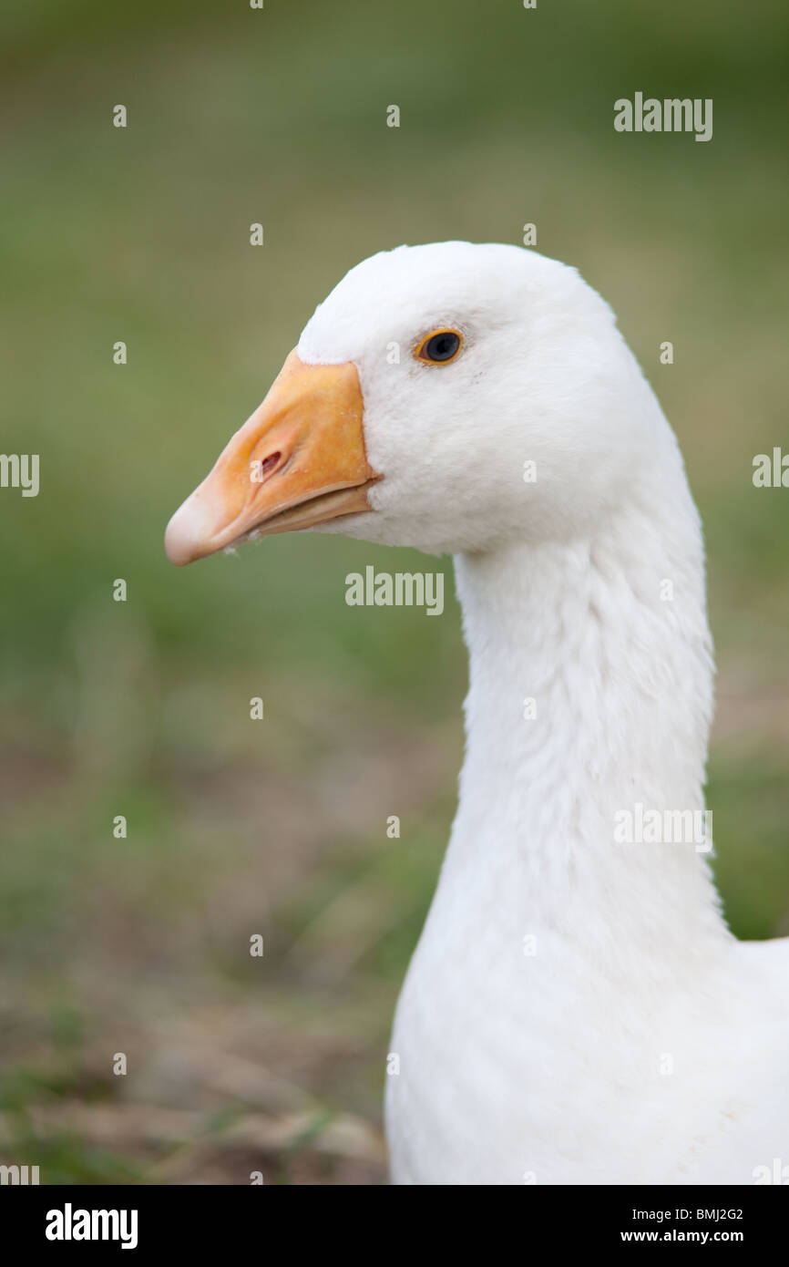 Weiße inländischen Embden Goose, Hampshire, England. Stockfoto