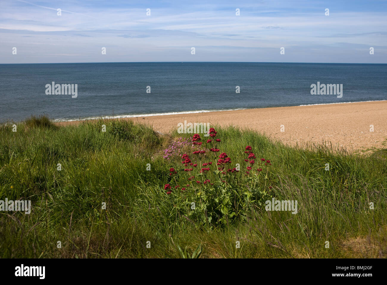 Chesil Beach in Dorset, England - Sommerblumen im Vordergrund. Stockfoto