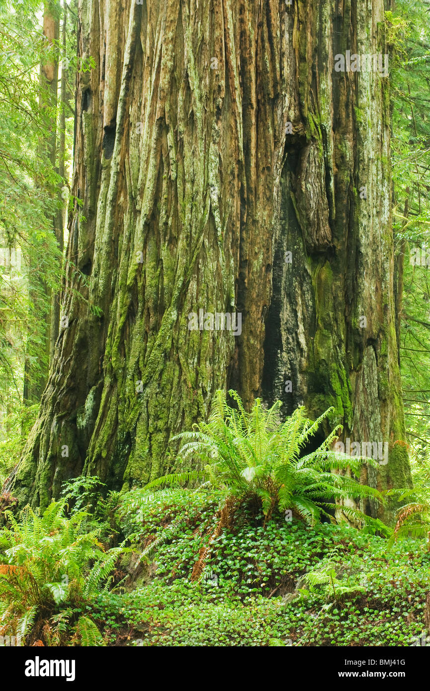 Coast Redwood (Sequoia Sempervirens) massiven Stamm und Schwert Farne, Redwood National Park, Kalifornien USA Stockfoto