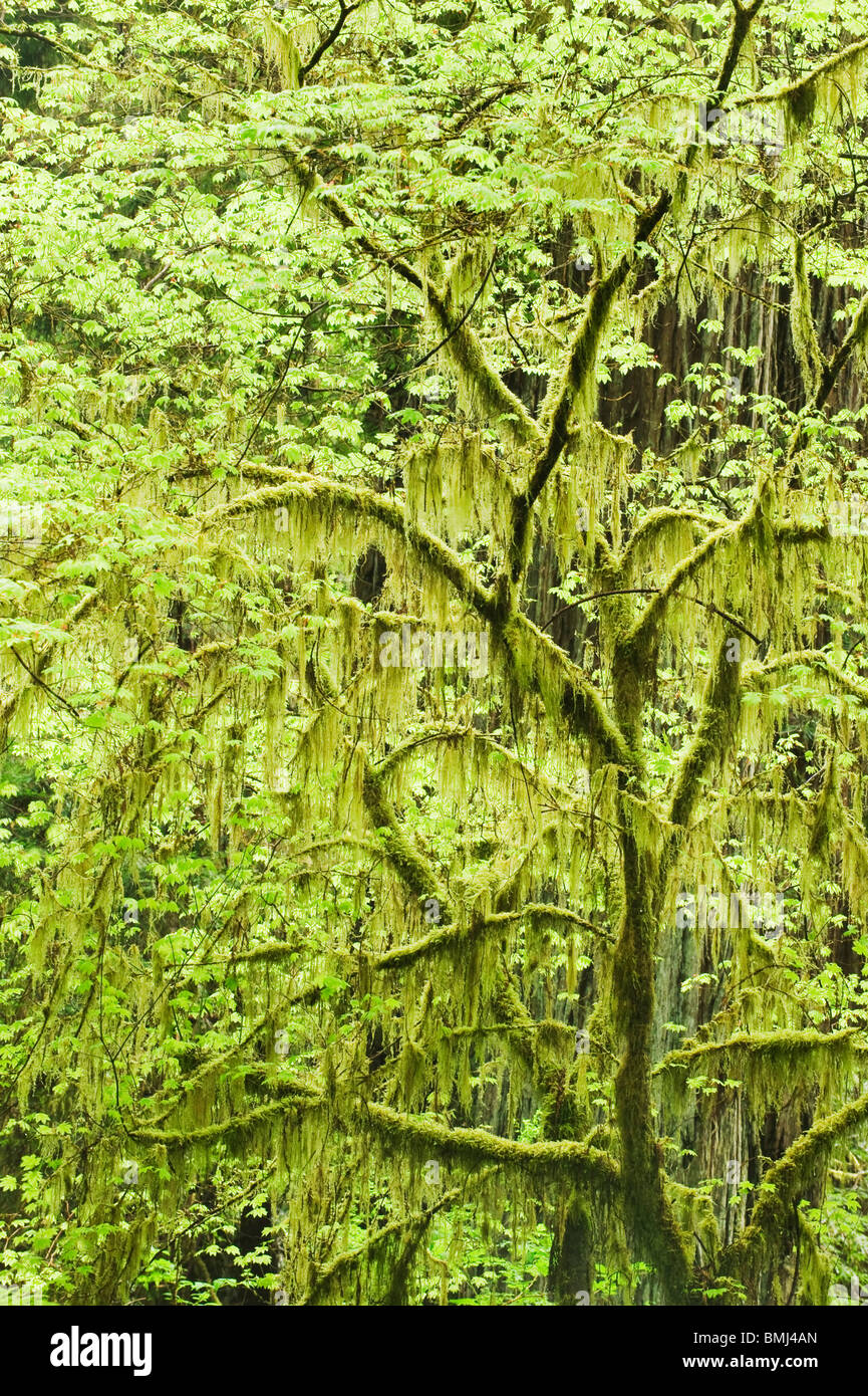 Rebe Ahorn (Acer Circinatum) Frühling, Redwood National Park, Kalifornien Stockfoto