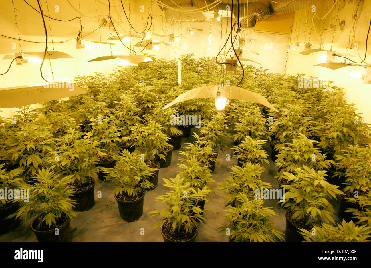 Cannabis-Fabrik Razzia von der Polizei im Norden West London wo 1000 von wo Pflanzen gefunden und zum mitnehmen und zerstört Stockfoto