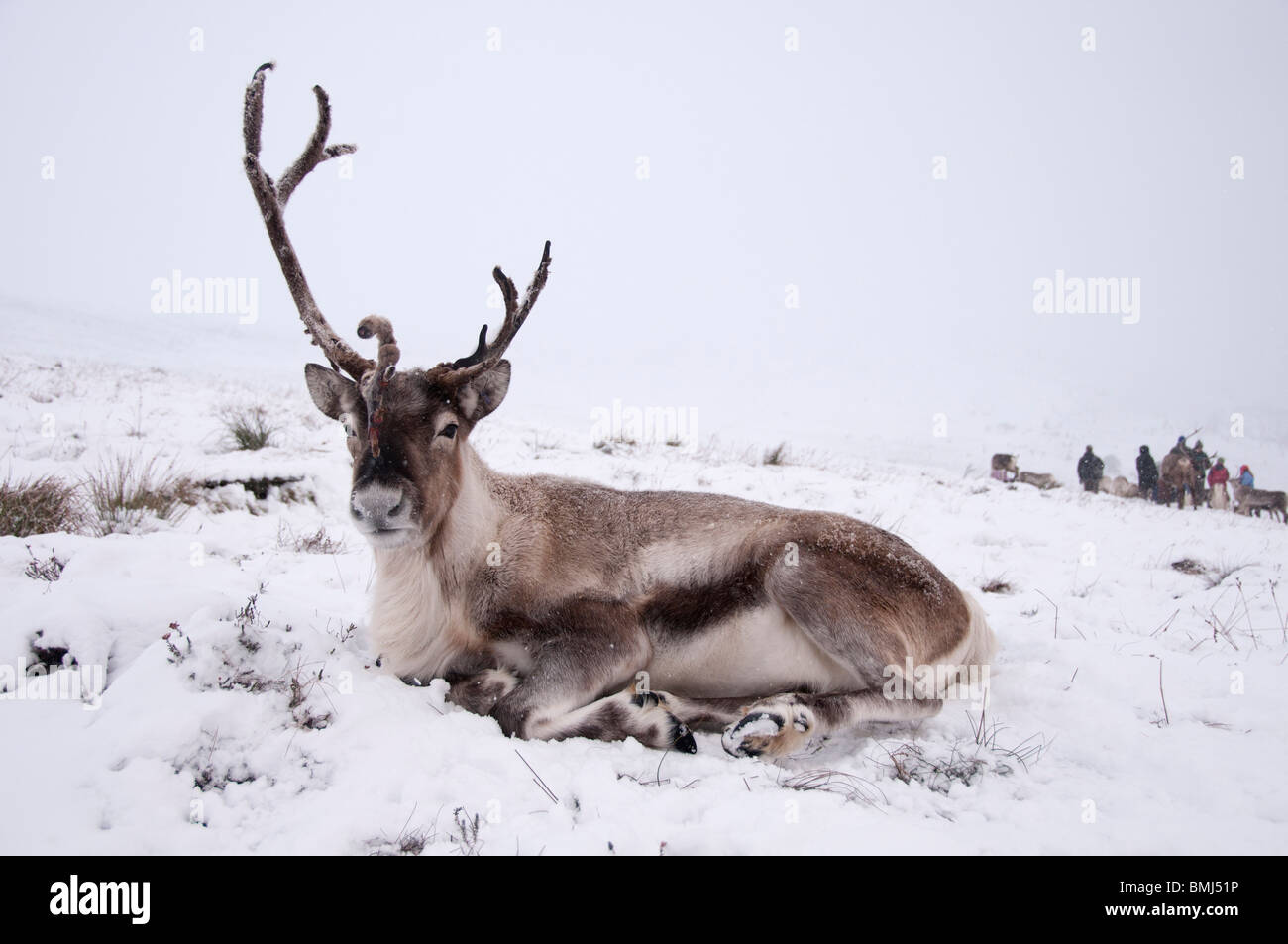 Erwachsene Rentier im Schnee sitzen Stockfoto