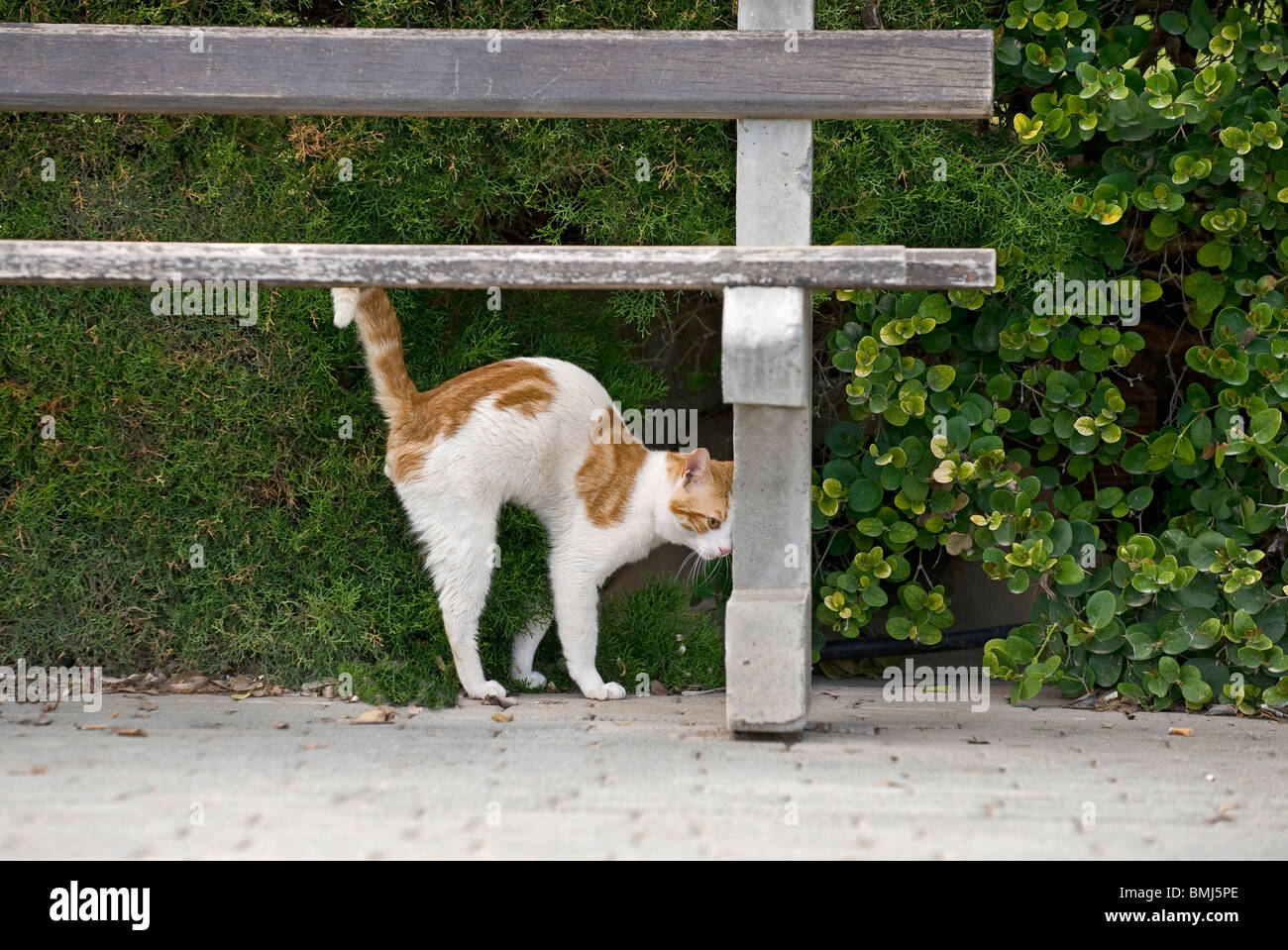 Hauskatze Kater Markieren Ihr Gebiet Stockfoto Bild 29903174
