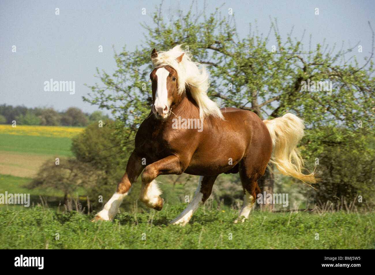 South German kaltblütige Pferd im Galopp auf einer Wiese Stockfoto