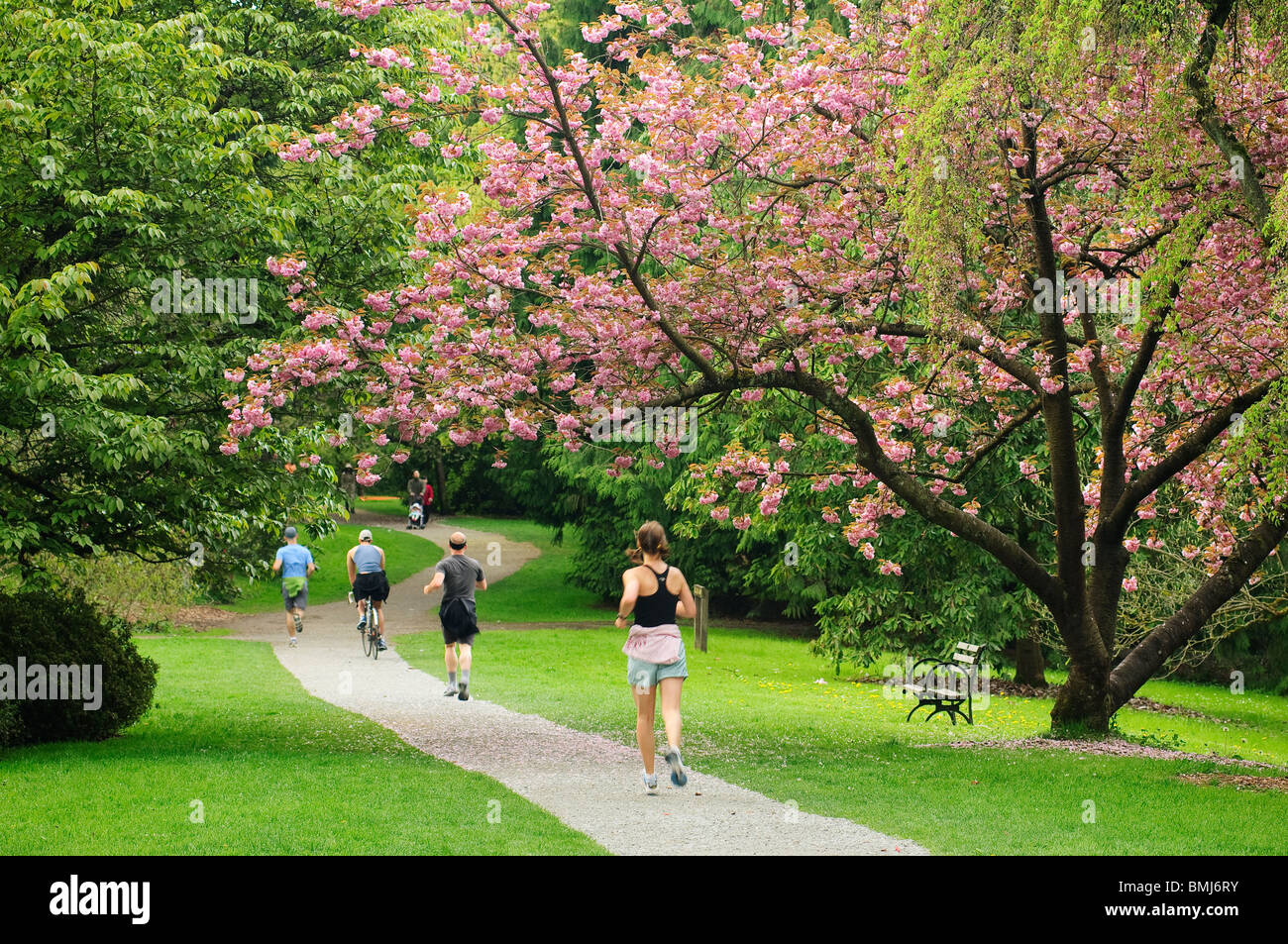 Kirschbaum in voller Blüte und Leute Joggen, Radfahren und Wandern auf Fußweg in Washington Park Arboretum; Seattle, Washington Stockfoto
