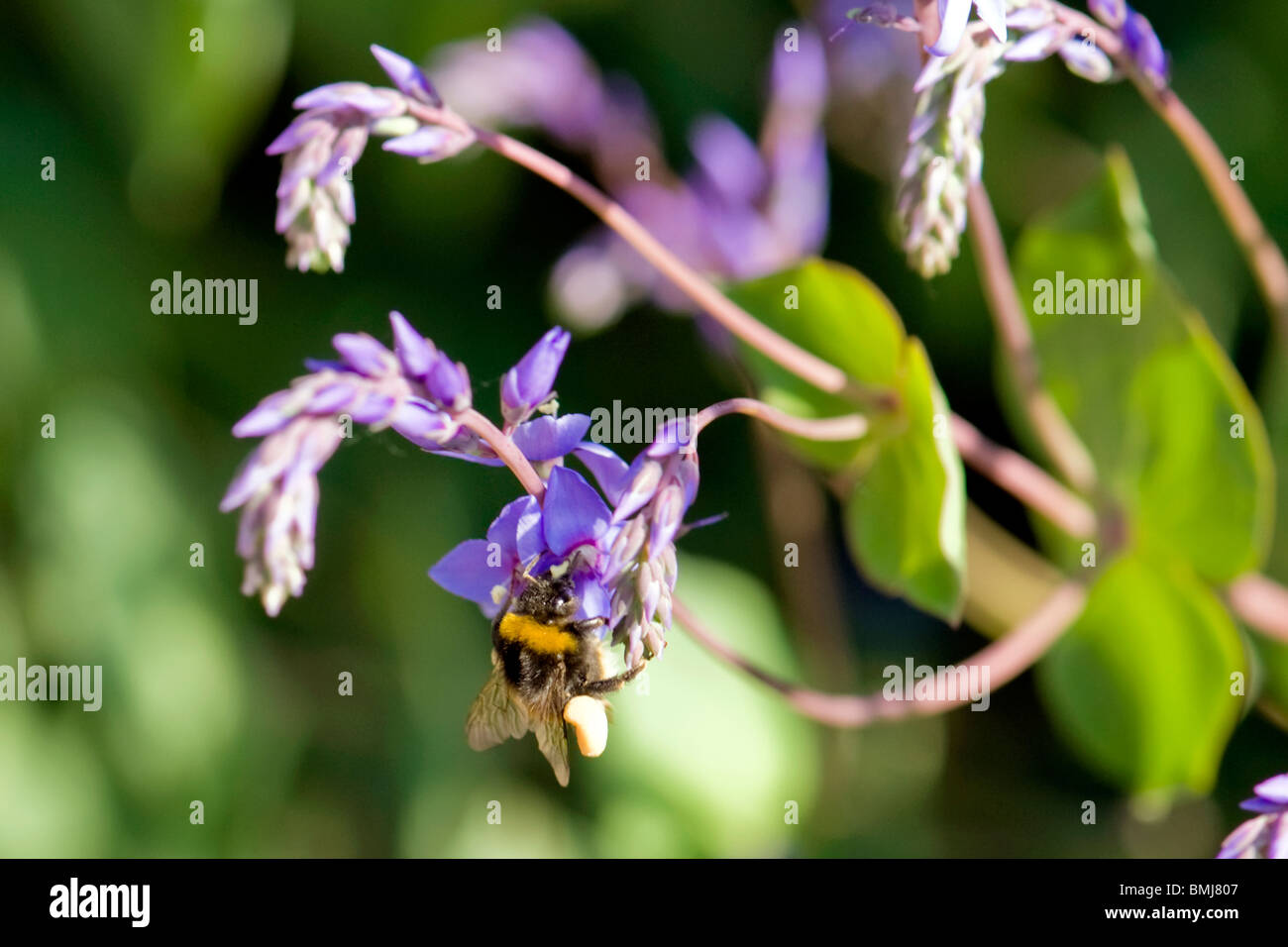 Golders Hill Park, Garten Bumble Bee, Bombus Hortorum im Flug sammeln Nektar & Pollen auf lila Blume Stockfoto