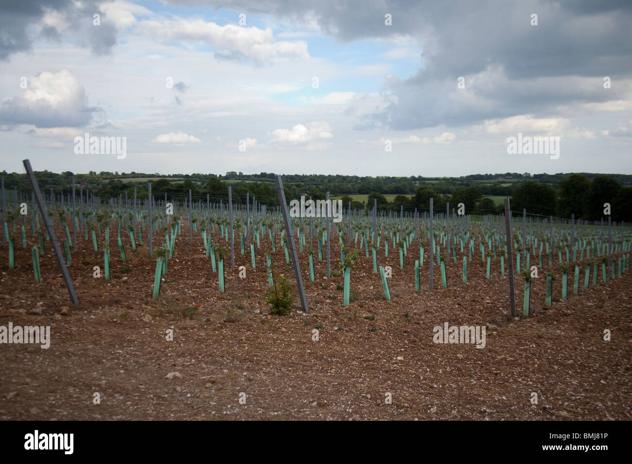 Weinberg, Hattingley, Medstead, Hampshire, England. Stockfoto