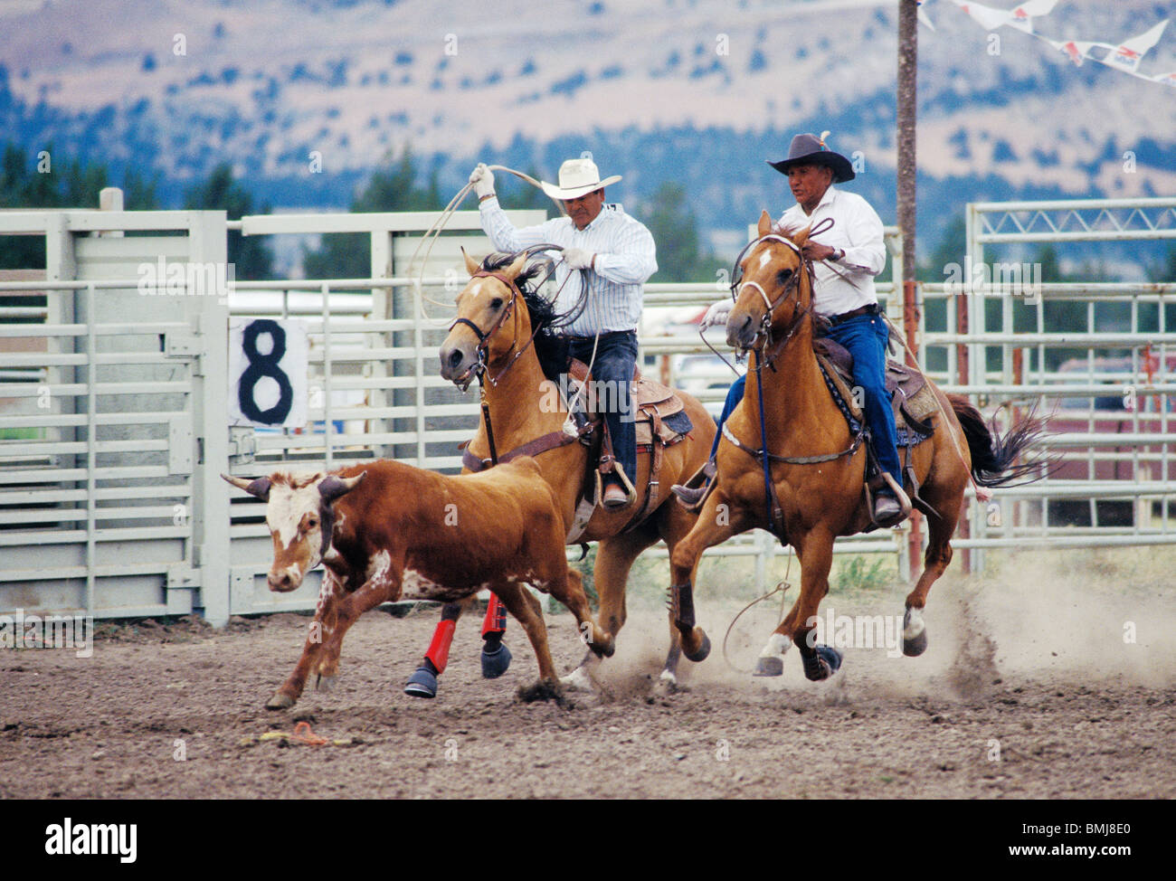 Kalb roping bei Pi-Ume-Sha Vertrag Tage Feier All-indischen Rodeo Cowboys; Warm Springs-Indianer-Reservat, Oregon. Stockfoto