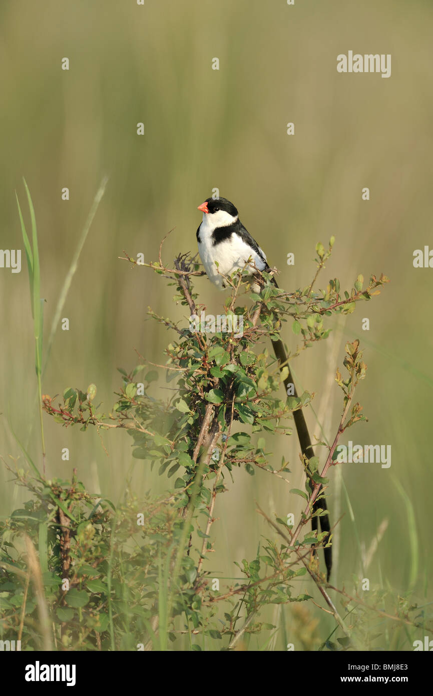 PIN-tailed Whydah Vidua Macroura, Masai Mara National Reserve, Kenia Stockfoto