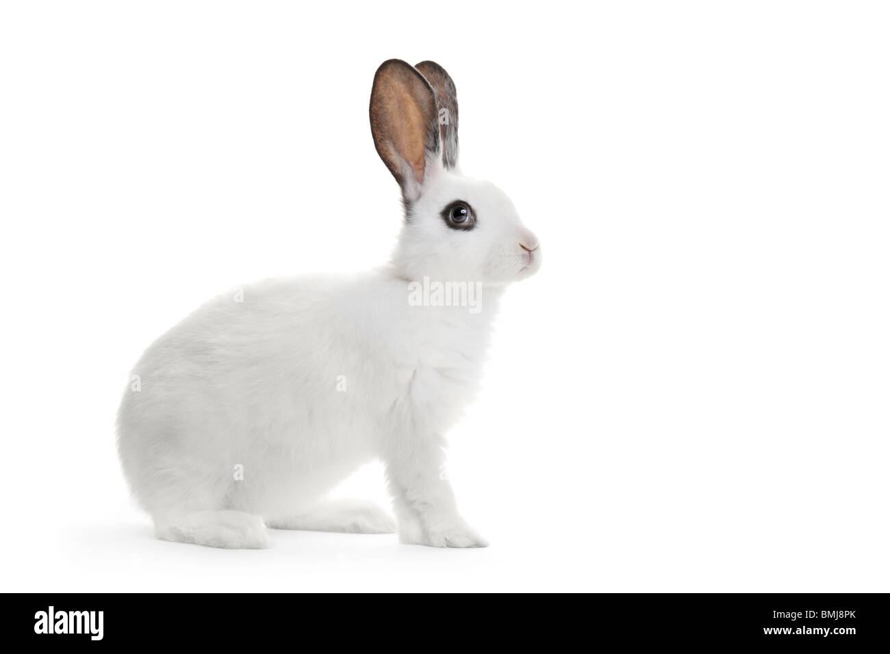 Ein weißen Kaninchen Stockfoto
