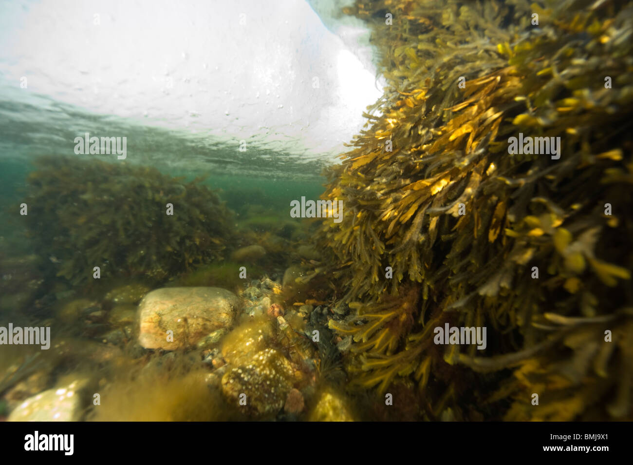 Unterwasser-Blick von Meereis und Algen am Meeresboden, Schweden Stockfoto