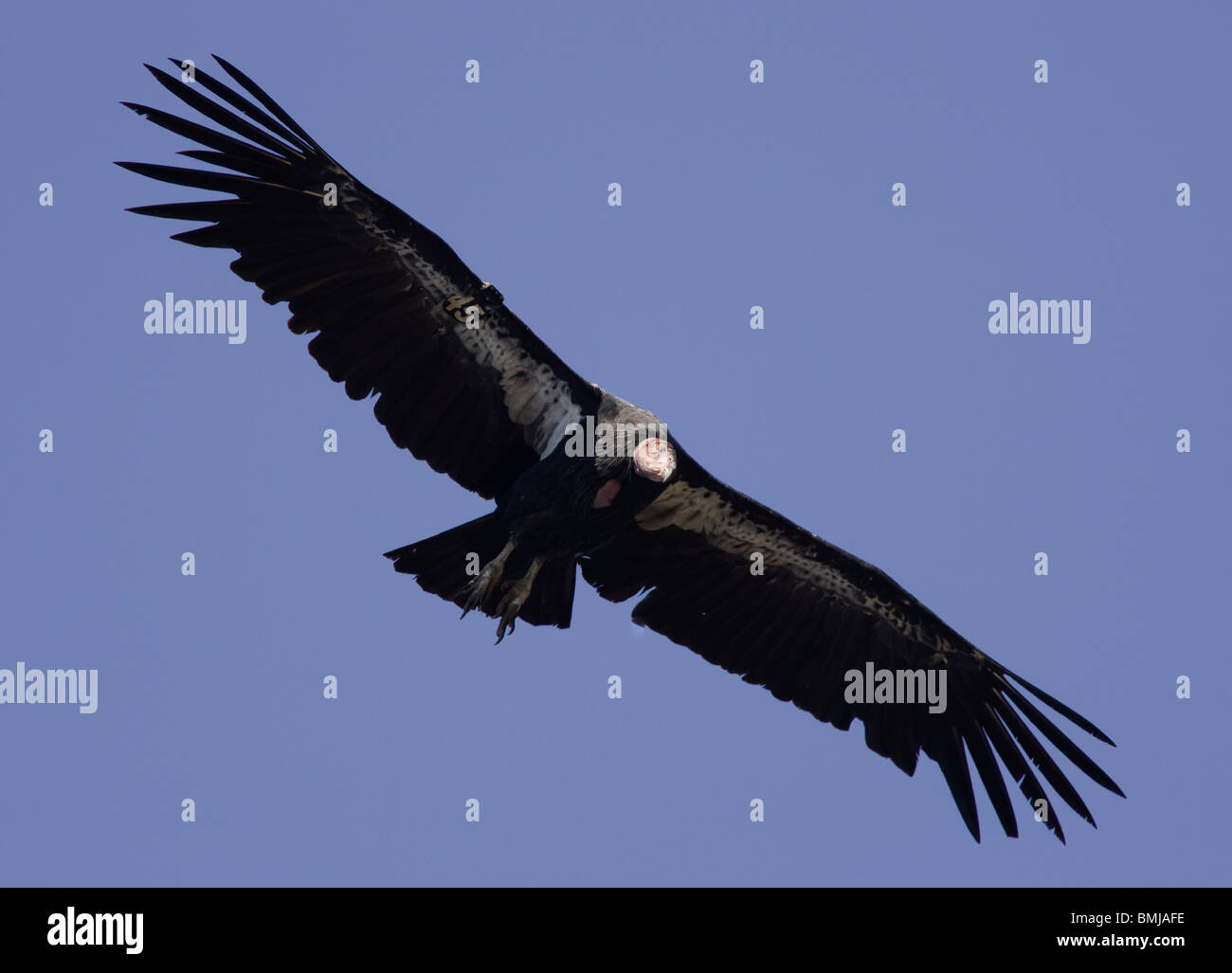 Kalifornien-Kondor im Flug Stockfoto