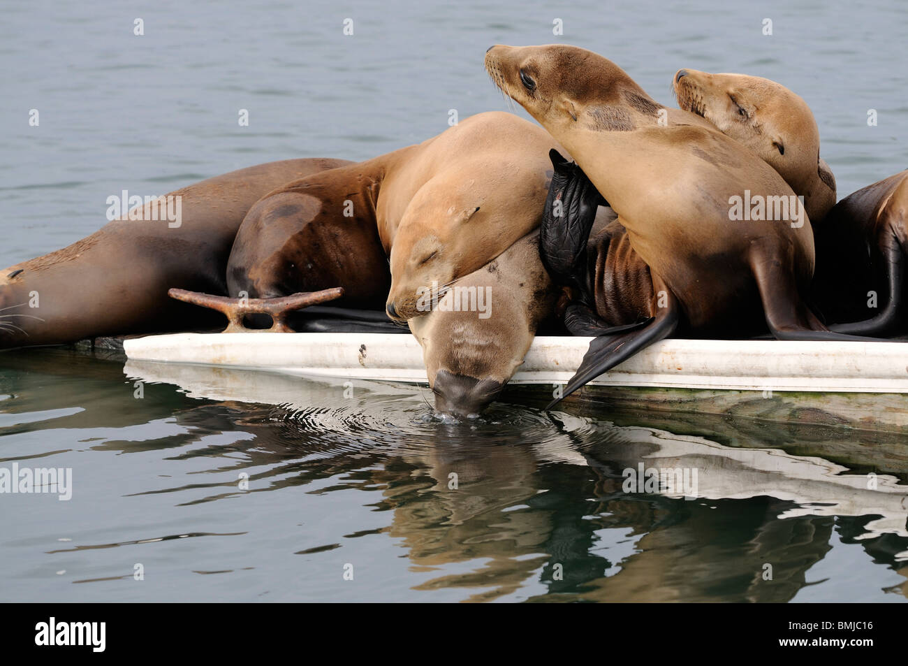 Stock Foto von einer Gruppe von kalifornischen Seelöwen ruht auf einem Dock, Moss Landing, California. Stockfoto