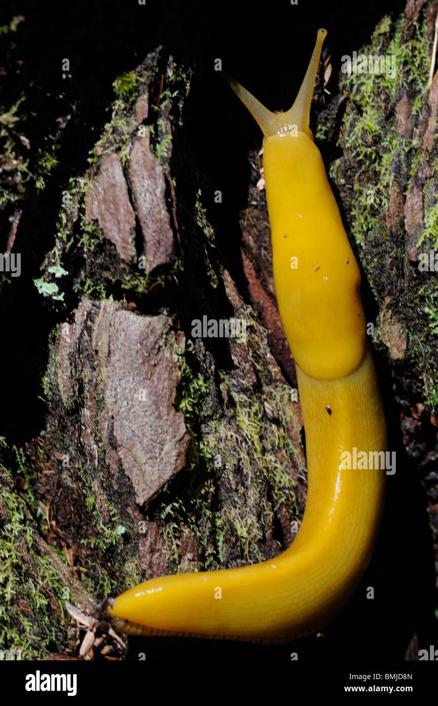 Stock Foto von einer Banane Metallklumpen klettern den Stamm eines riesigen Redwood-Baumes im Redwood National Park, Kalifornien. Stockfoto