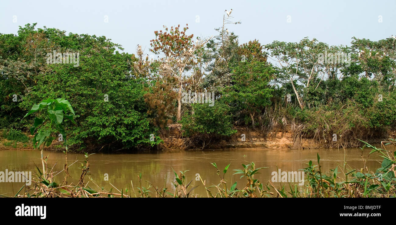 Cuiaba Fluss, Pantanal, Brasilien Stockfoto