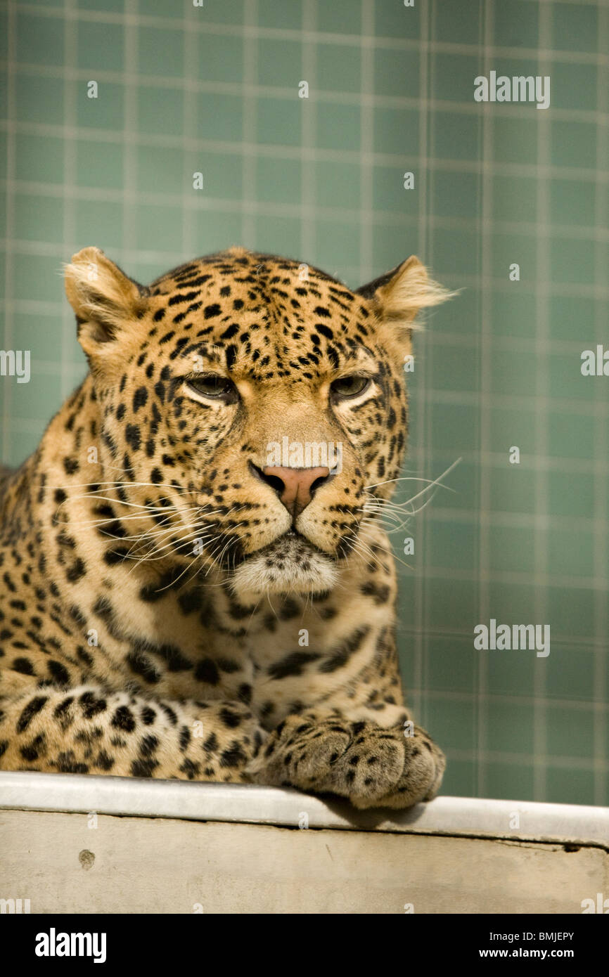 Leopard im Berliner Zoo, Deutschland. Stockfoto