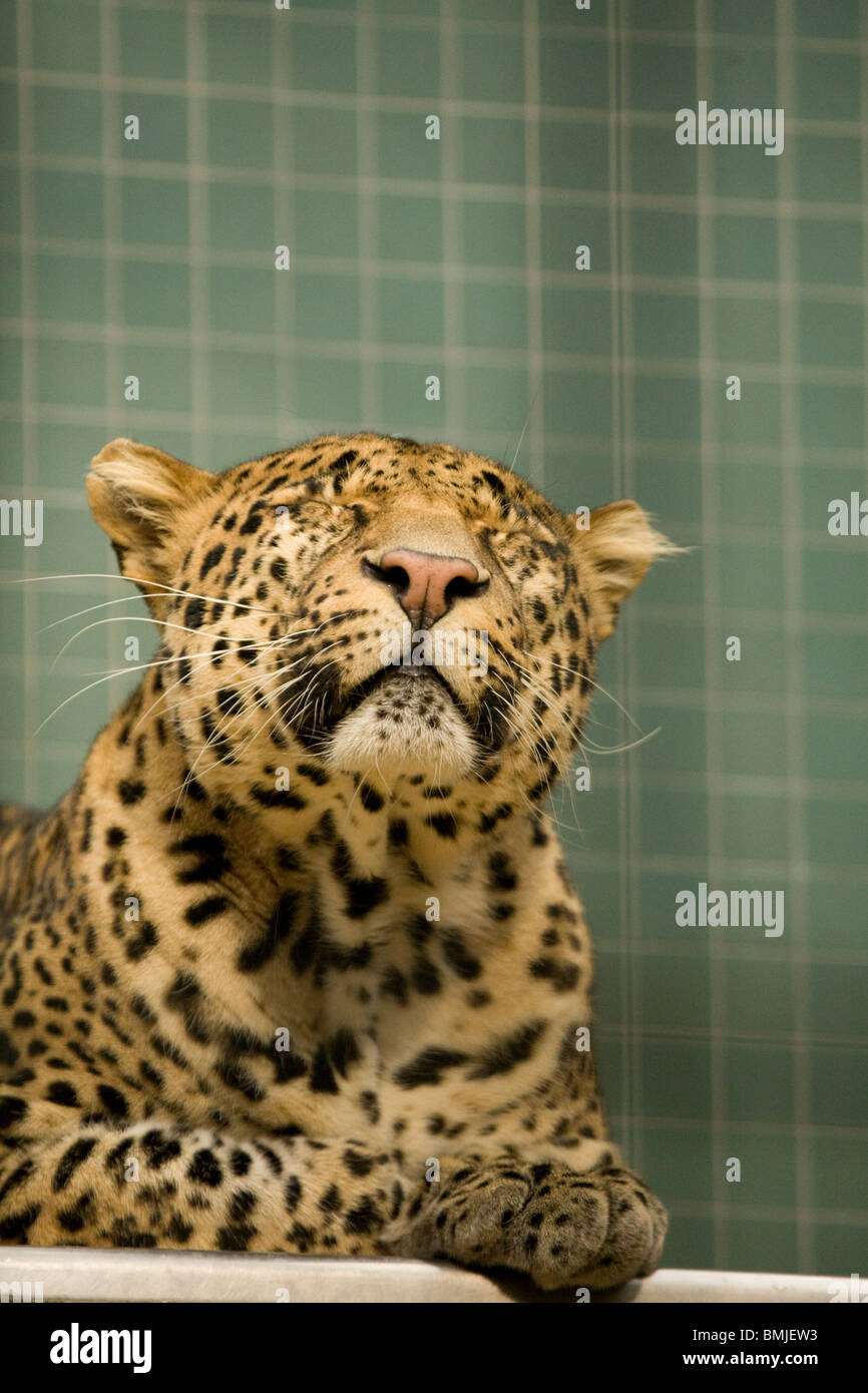 Leopard im Berliner Zoo, Deutschland. Stockfoto