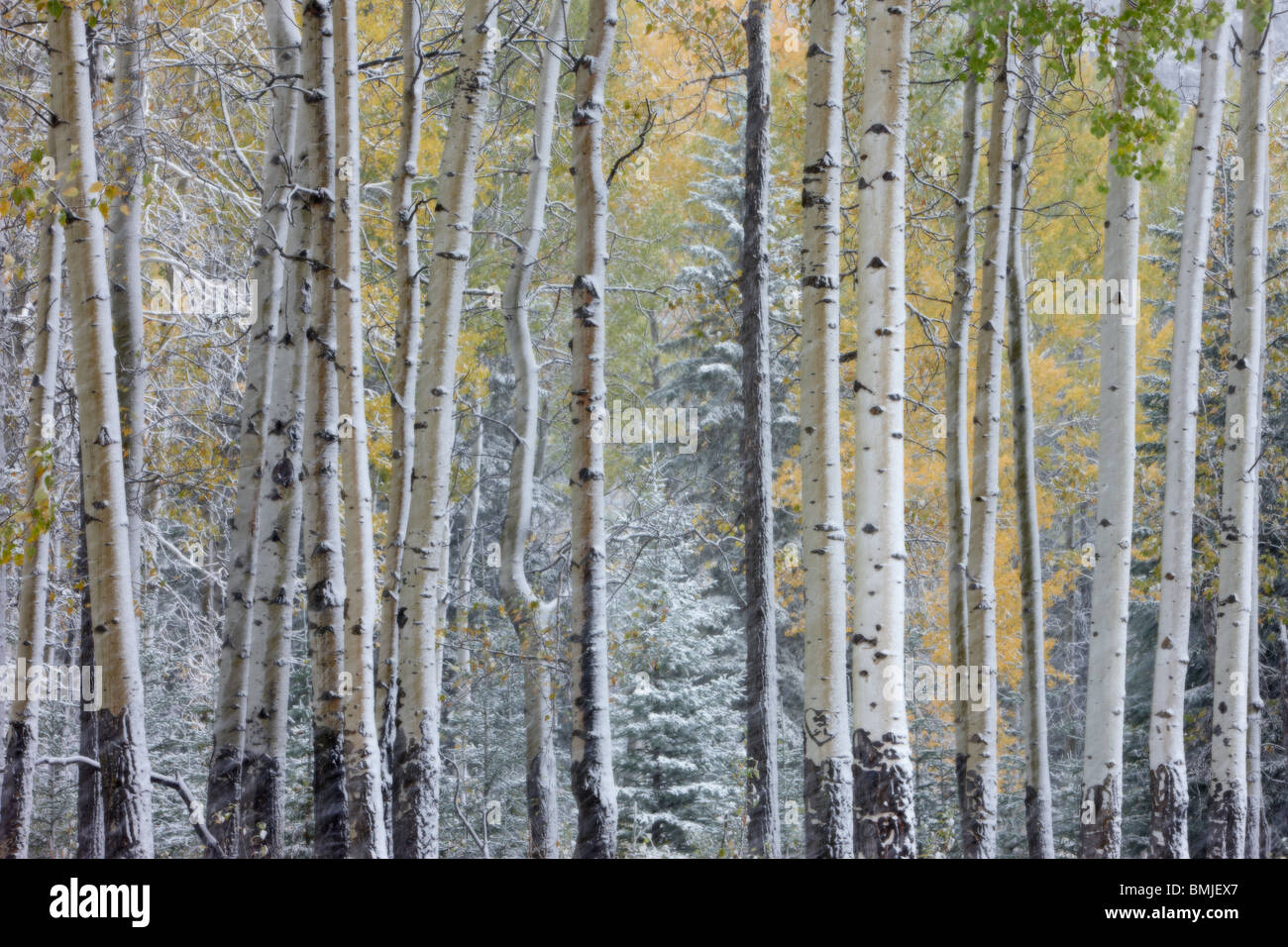 Espe Bäume mit Herbstfarben in den Schnee, Bow Valley, Banff Nationalpark, Alberta, Kanada Stockfoto