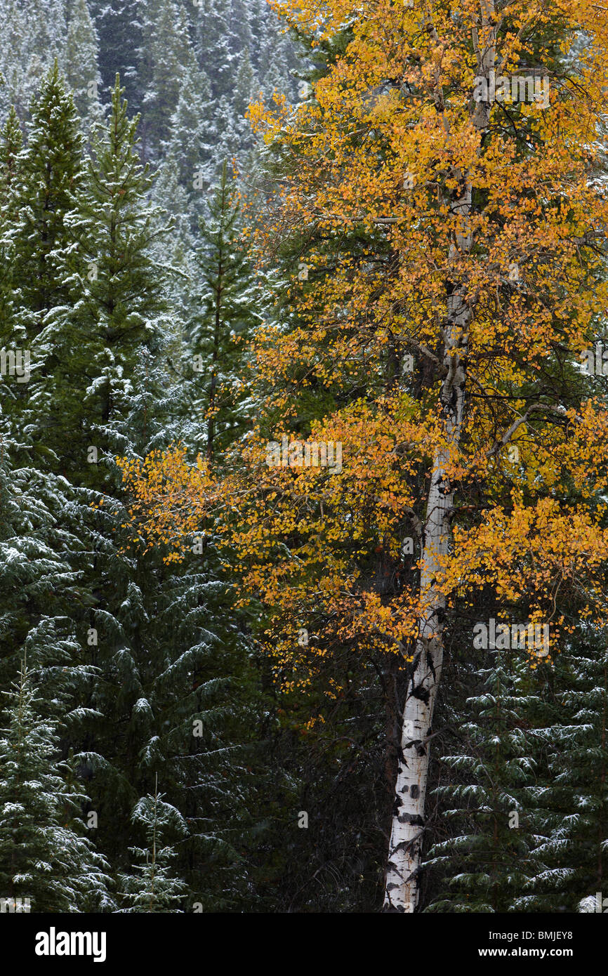 Herbstfärbung der Espe Bäume im Schnee, Nr. Muleshoe, Bow Valley Parkway, Banff Nationalpark, Alberta, Kanada Stockfoto