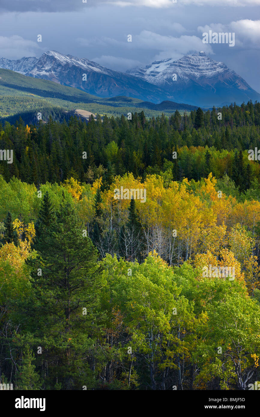 Herbstfärbung nr Patricia Lake, Jasper Nationalpark, Alberta, Kanada Stockfoto