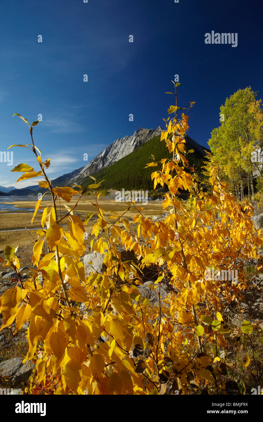 Herbstfärbung, Beaver Creek Gegend, Maligne Valley, Jasper Nationalpark, Alberta, Kanada Stockfoto