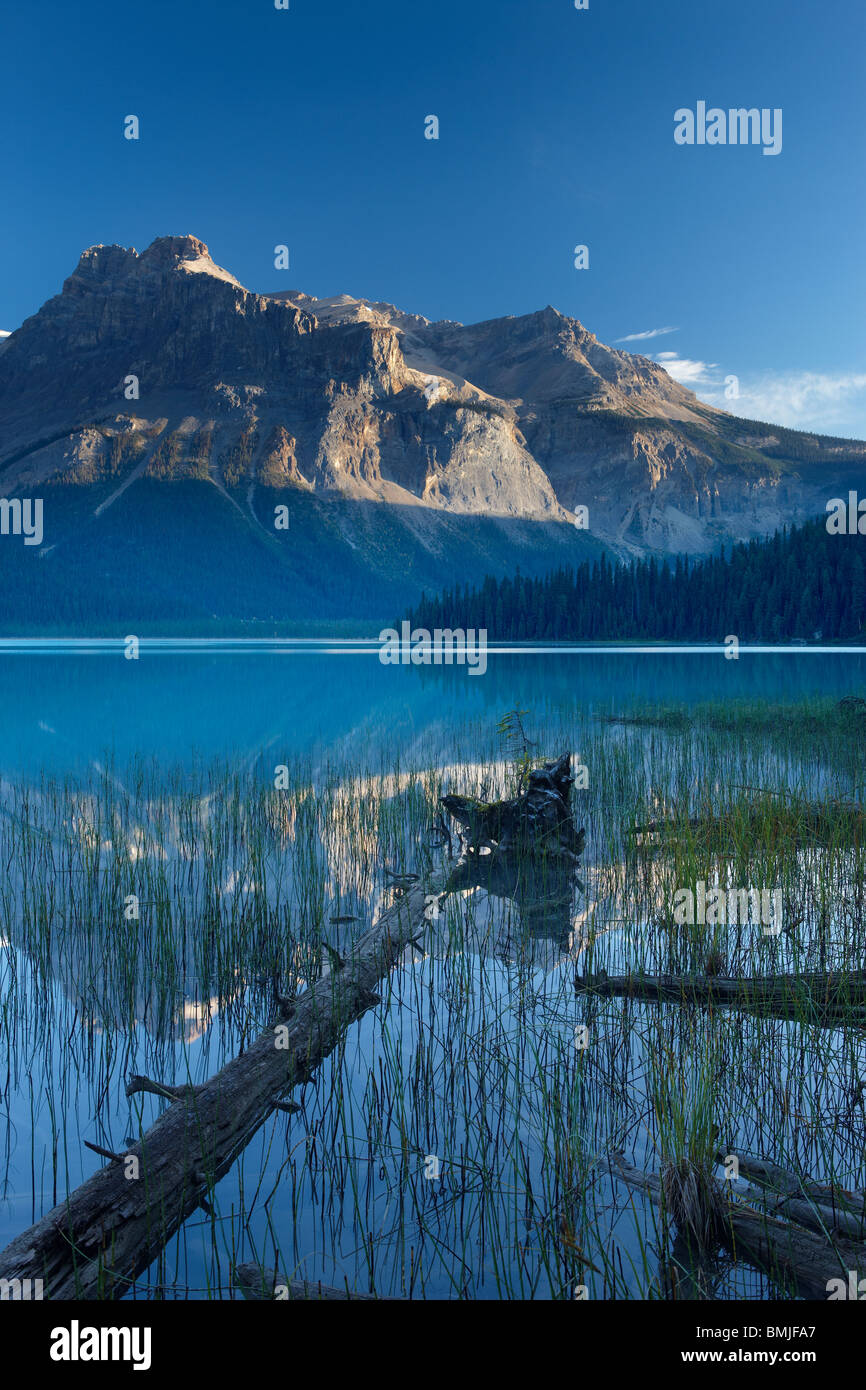 Emerald Lake im Morgengrauen mit den Gipfeln des Bereichs Präsident hinaus Yoho Nationalpark, Britisch-Kolumbien, Kanada Stockfoto