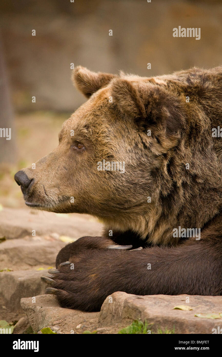 Europäischer Braunbär im Berliner Zoo, Deutschland. Ursus Arctos. Stockfoto