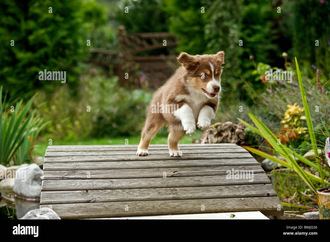 Australian Shepherd Hund - Welpe Stockfoto