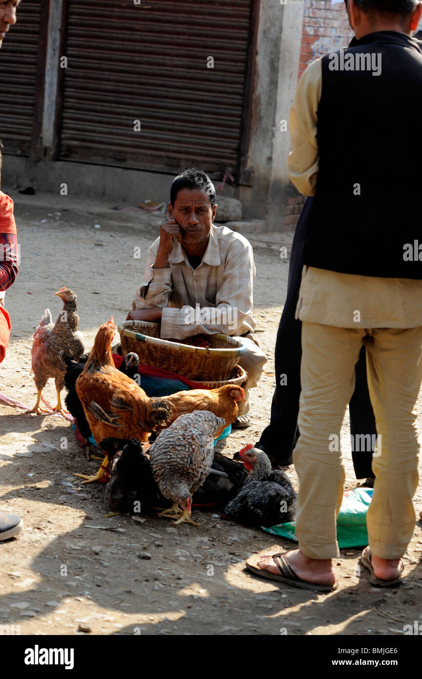 Hühner zum Verkauf zum Schlachten während des Bisket-Jatra-Festivals in Thimi (historisch als Madhyapur bekannt), nepal Stockfoto