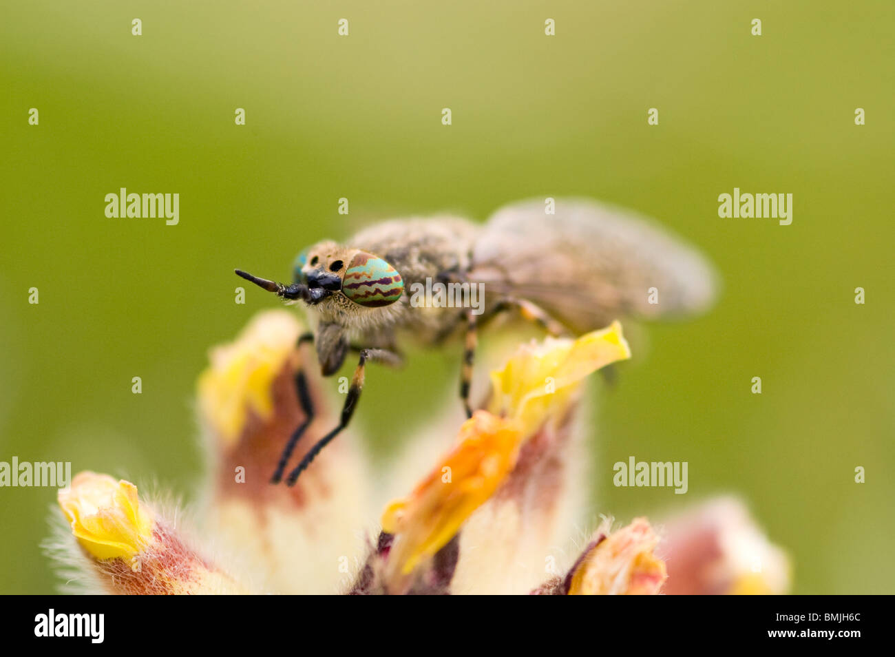 Hoverfly UK Stockfoto