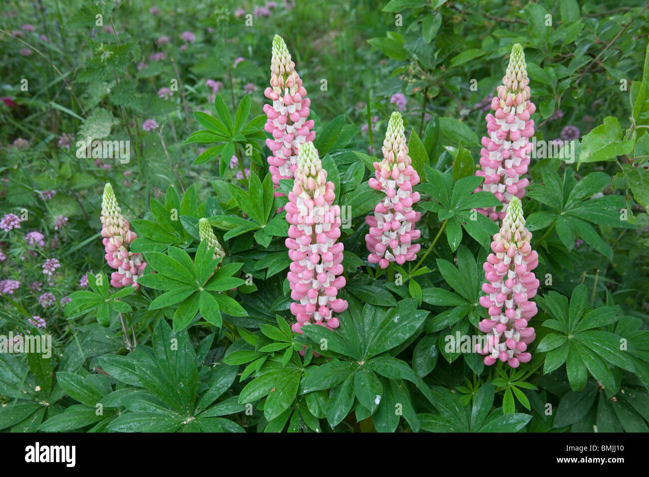 Schöne Lupinen Blumen in eine gemischte Rabatte, Hampshire, England, Vereinigtes Königreich. Stockfoto