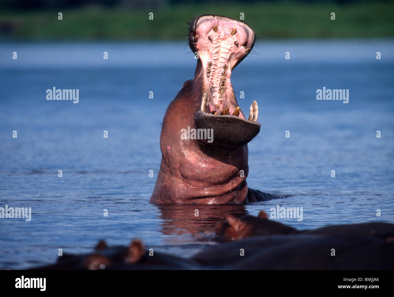 Afrika. Botswana. Chobe National Park. Flusspferd (Hippopotamus Amphibius) Gähnen im Chobe Fluss. Stockfoto