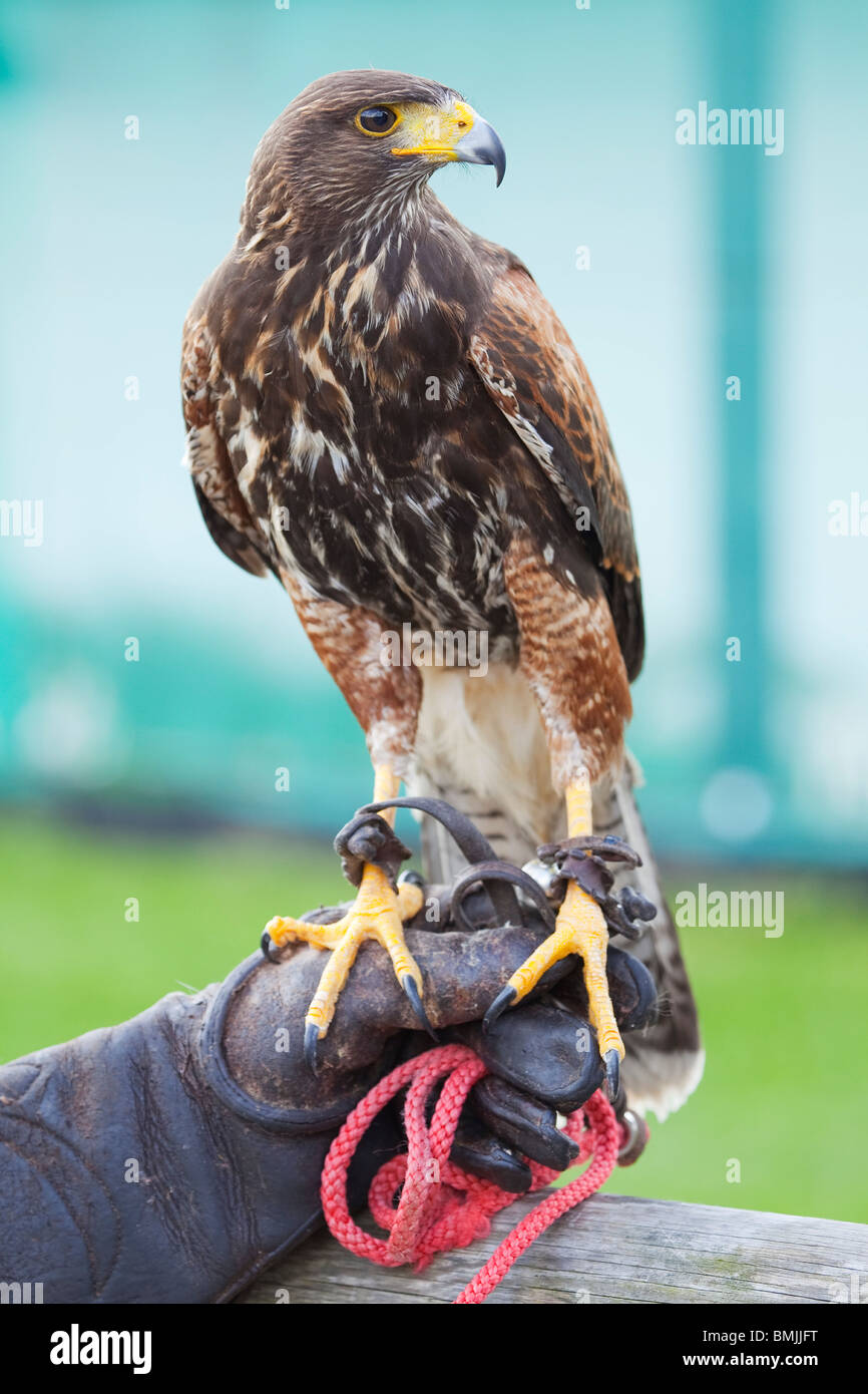 Ein Harris Hawk oder Harris Hawk (Parabuteo Unicinctus) während einer Demonstration der Falknerei in England Stockfoto