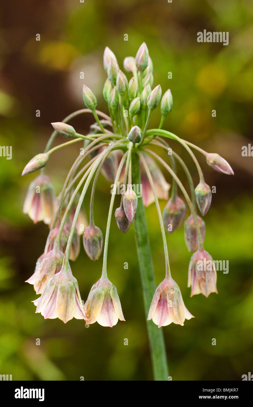 Allium Bulgaricum Subspecies Nectaroscordum Siculum blüht im späten Frühjahr Stockfoto