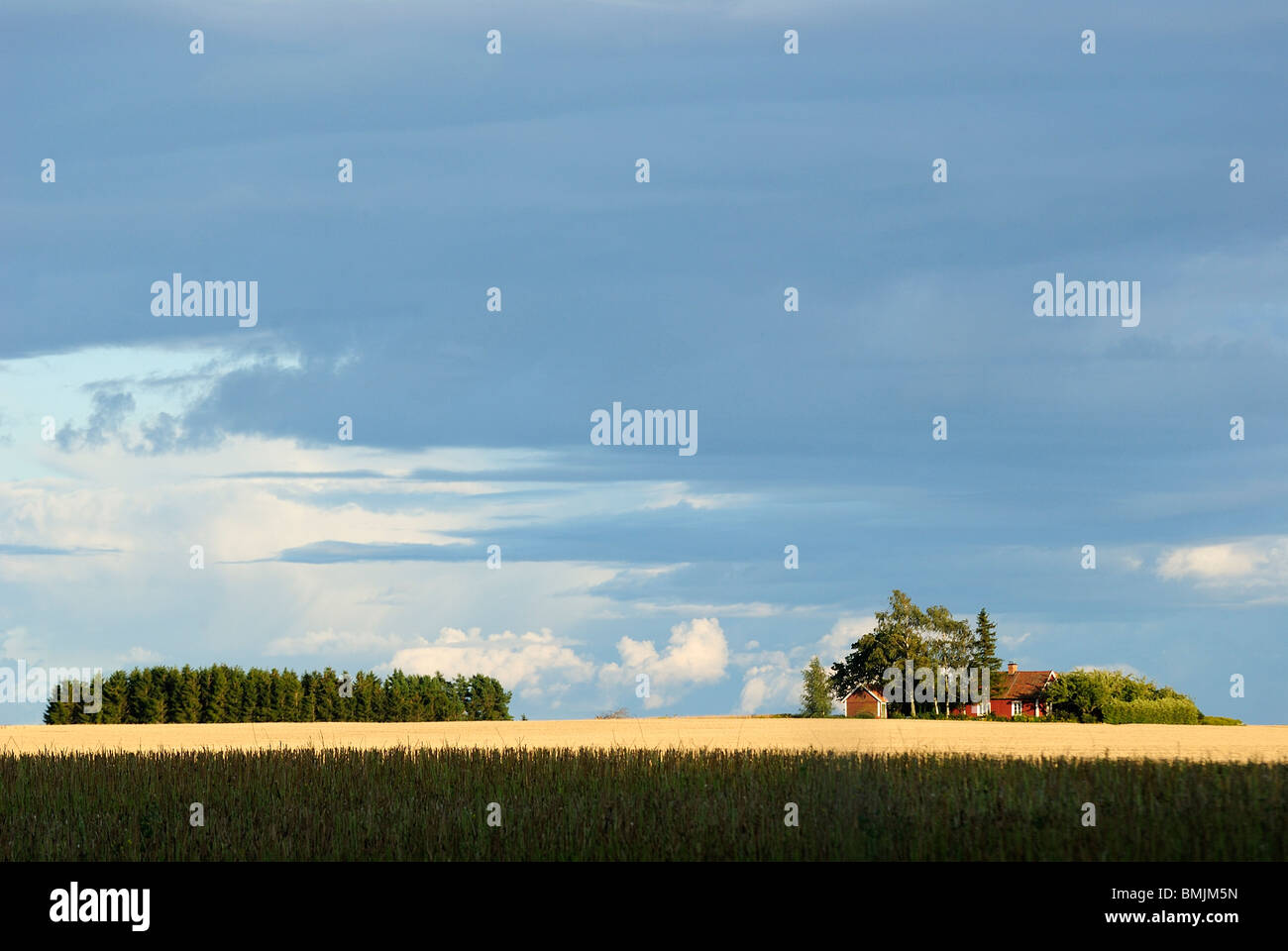 Skandinavien, Schweden, Ostergotland, Ansicht des Feldes mit Bäumen im Hintergrund Stockfoto