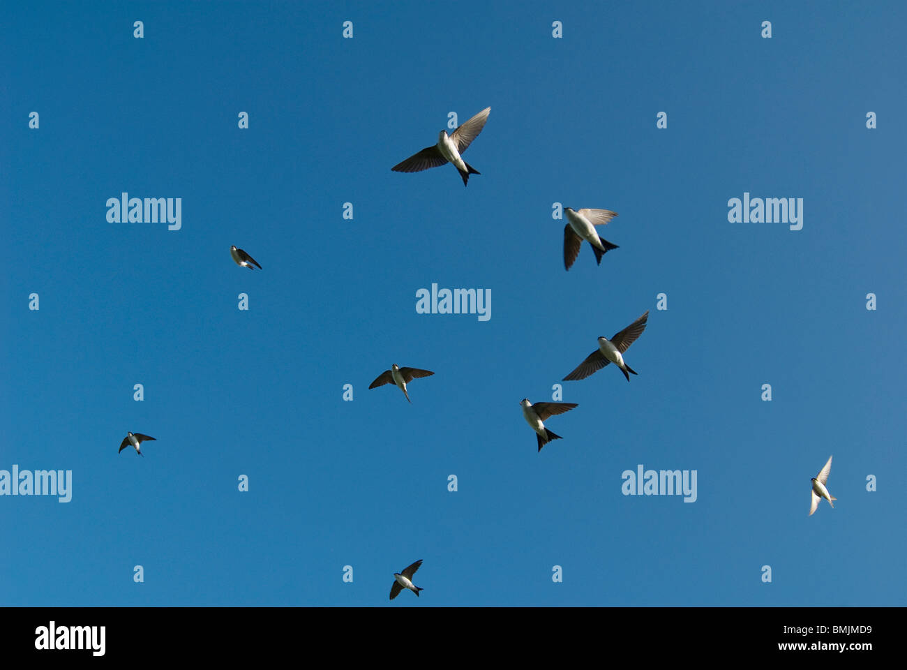 Skandinavien, Schweden, Öland, schlucken Vögel fliegen in den Himmel Stockfoto