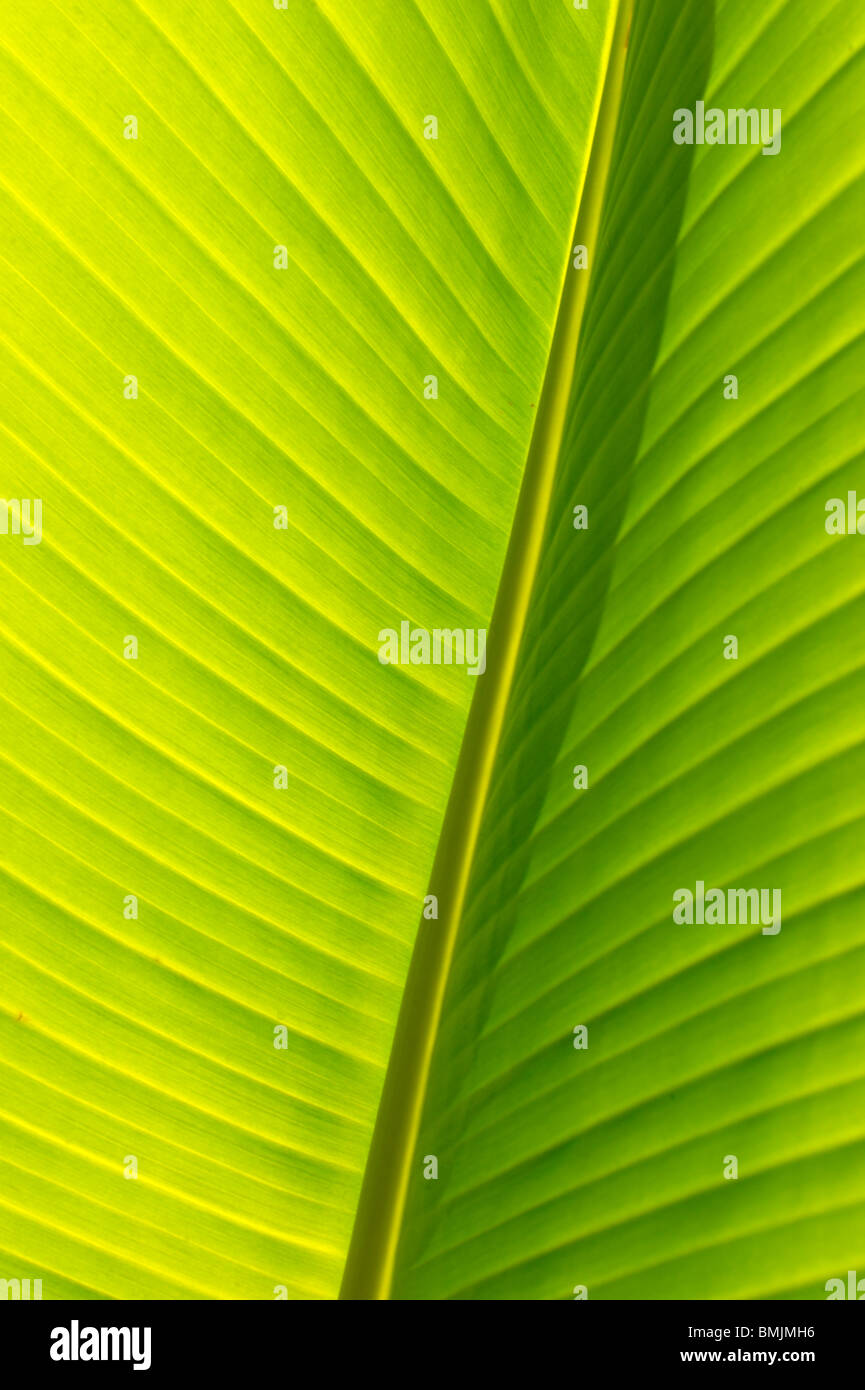 Madeira, Detail der Bananenblatt, Nahaufnahme (Vollbild) Stockfoto