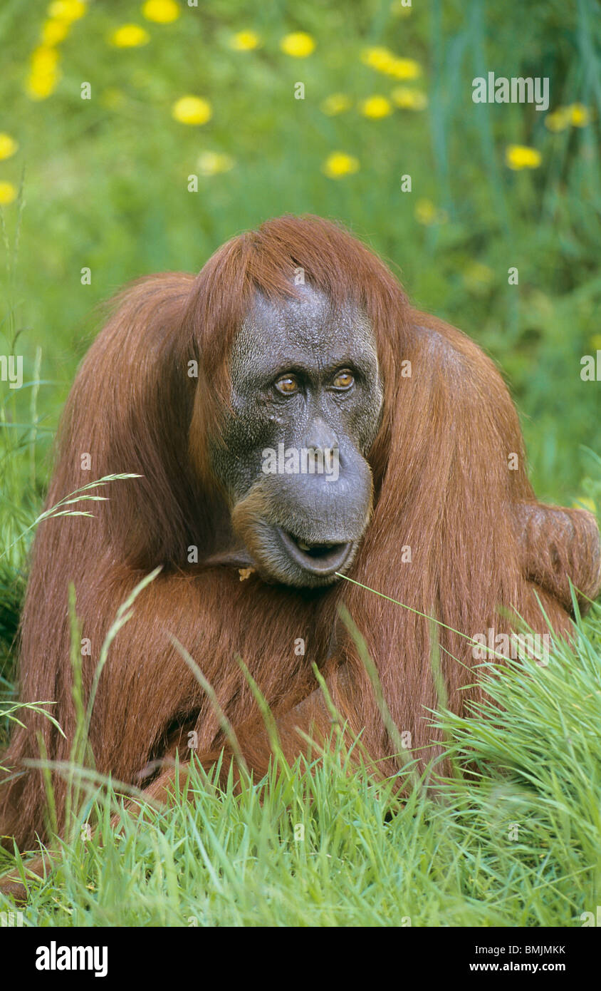 sitzender-orang-utan-pongo-abelii-fotos-und-bildmaterial-in-hoher