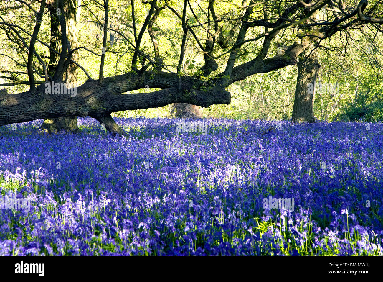 Glockenblumen in Hillhouse Wäldern, West Bergholt Stockfoto