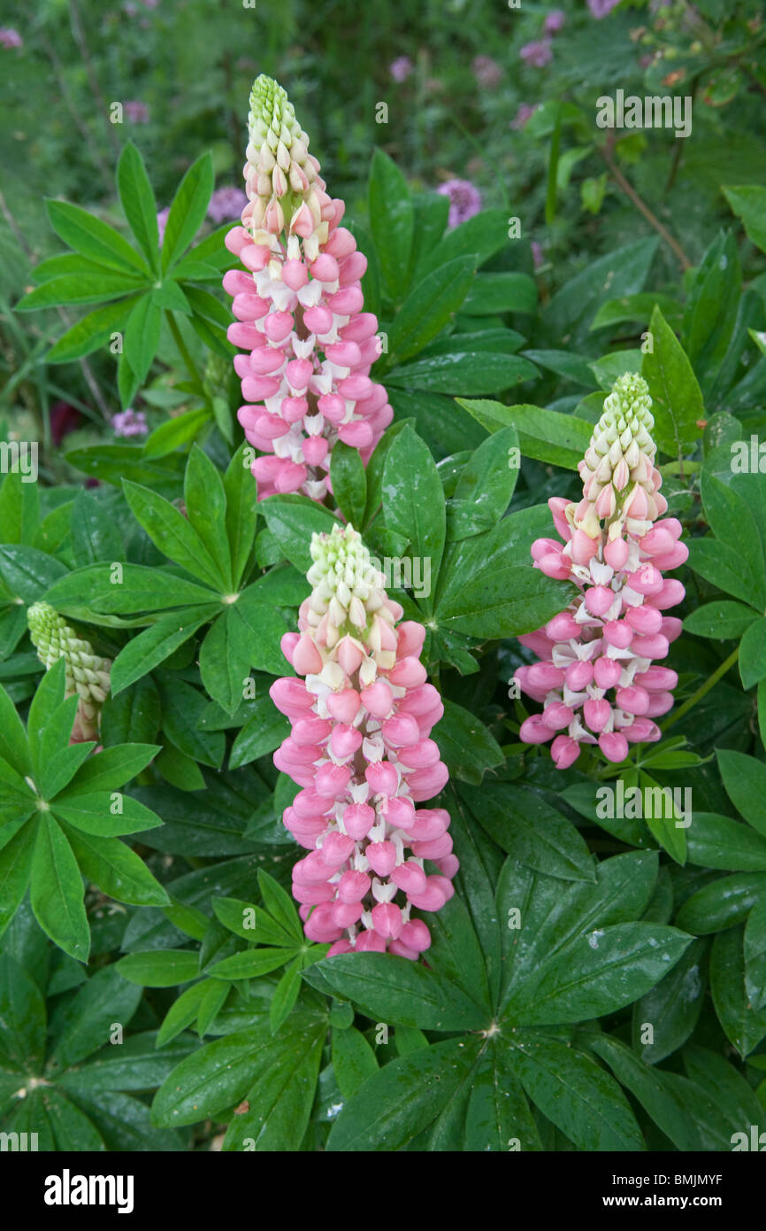 Schöne Lupinen Blumen in eine gemischte Rabatte, Hampshire, England, Vereinigtes Königreich. Stockfoto