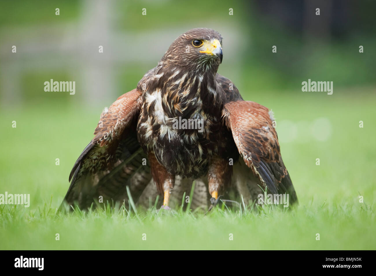 Ein Harris Hawk oder Harris Hawk (Parabuteo Unicinctus) während einer Demonstration der Falknerei in England Stockfoto