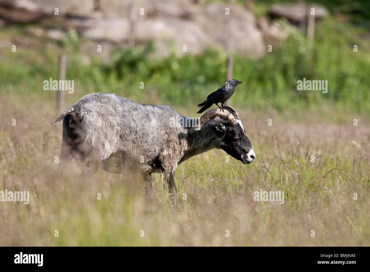 Skandinavien, Schweden, Göteborg, Ansicht der Dohle Vogel sitzt auf Schafe Stockfoto