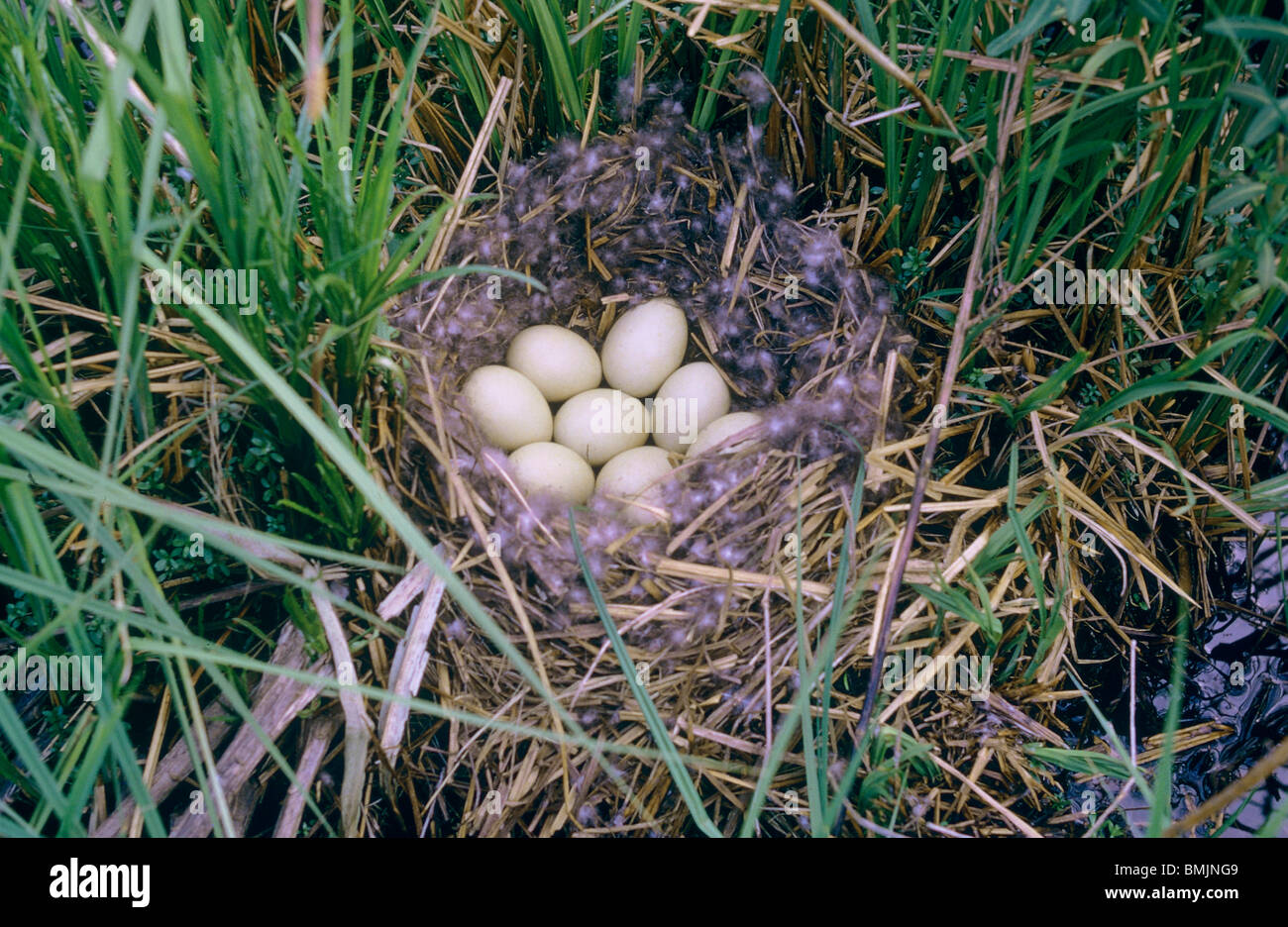Stockente (Anas platyrhynchos). Mit eier Nest Stockfoto