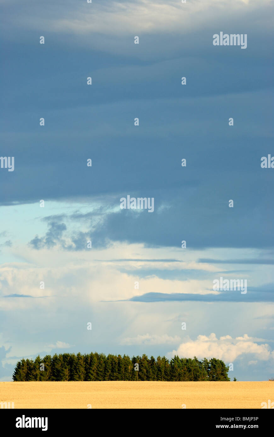 Skandinavien, Schweden, Ostergotland, Ansicht des Feldes mit Bäumen im Hintergrund Stockfoto