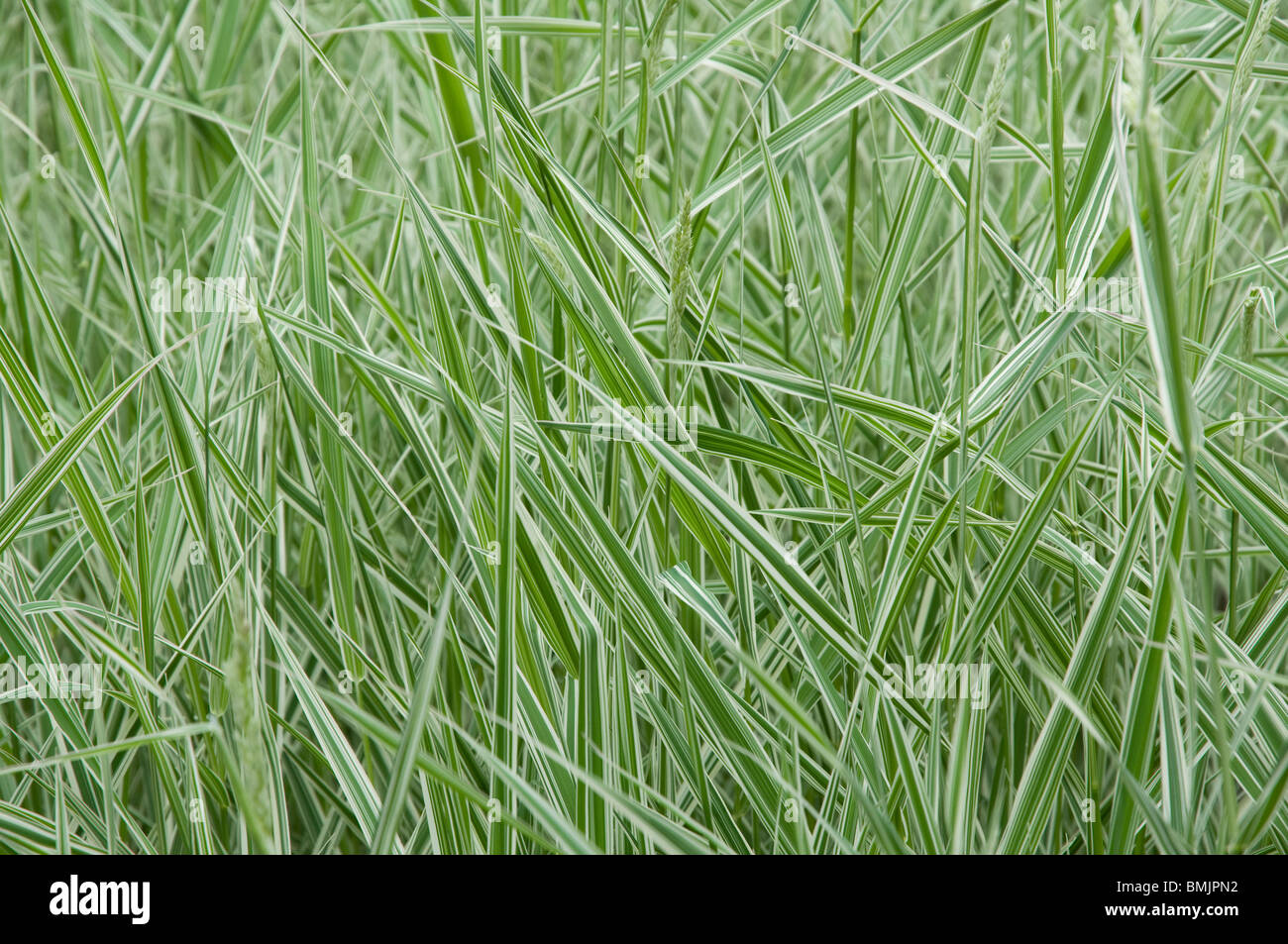 Gräser mit weißen Streifen.  (Chinesisch Silber Grass - Chinaschilf Variegatus Sinensis) Stockfoto